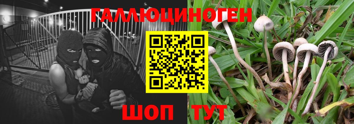 Псилоцибиновые грибы мицелий Междуреченск